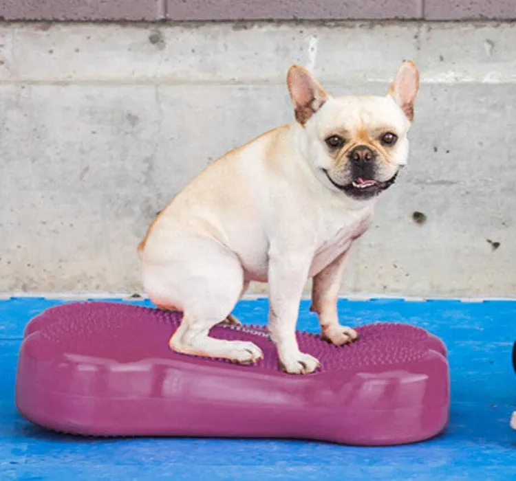 K9Fitbone Dog Balance Training Platform