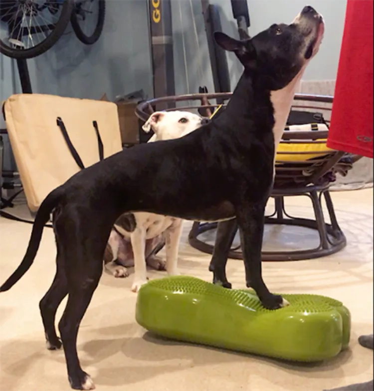 K9Fitbone Dog Balance Training Platform