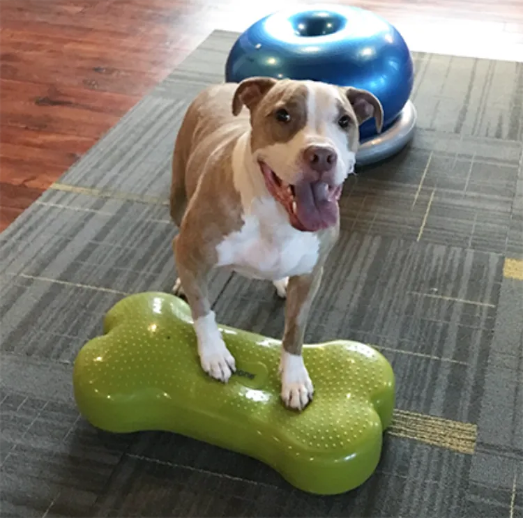 K9Fitbone Dog Balance Training Platform